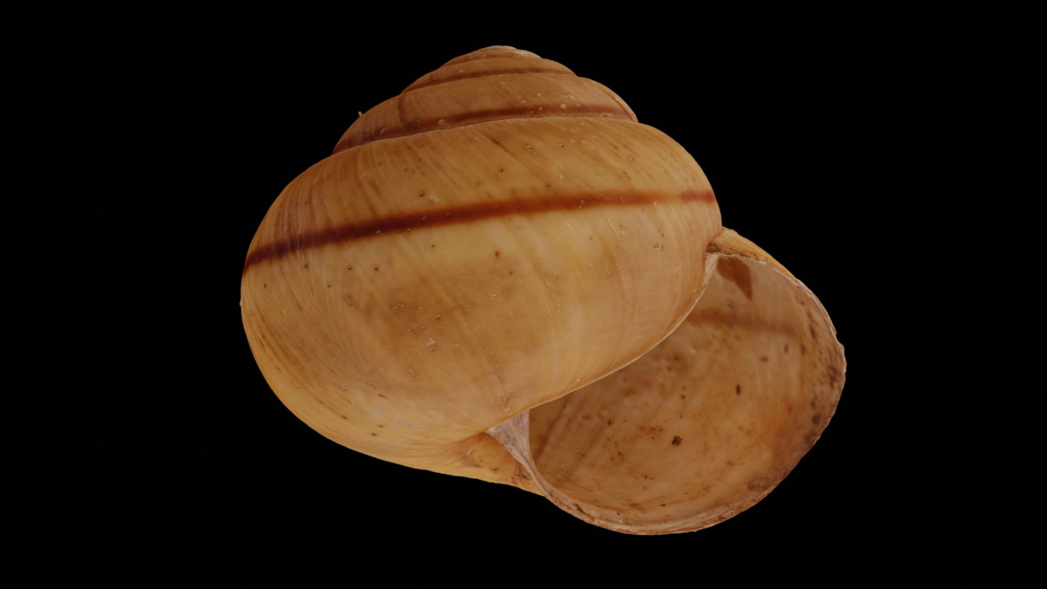 Portugala inchoata